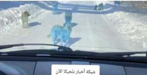 كلاب باللون الأزرق