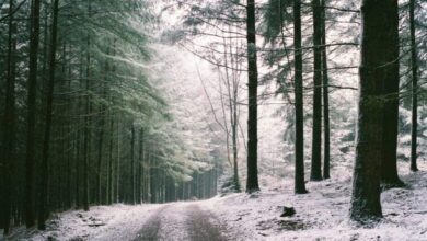 ثلج في بلجيكا