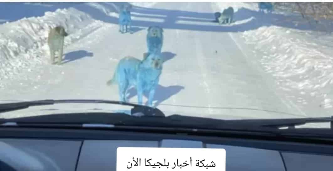 كلاب باللون الأزرق