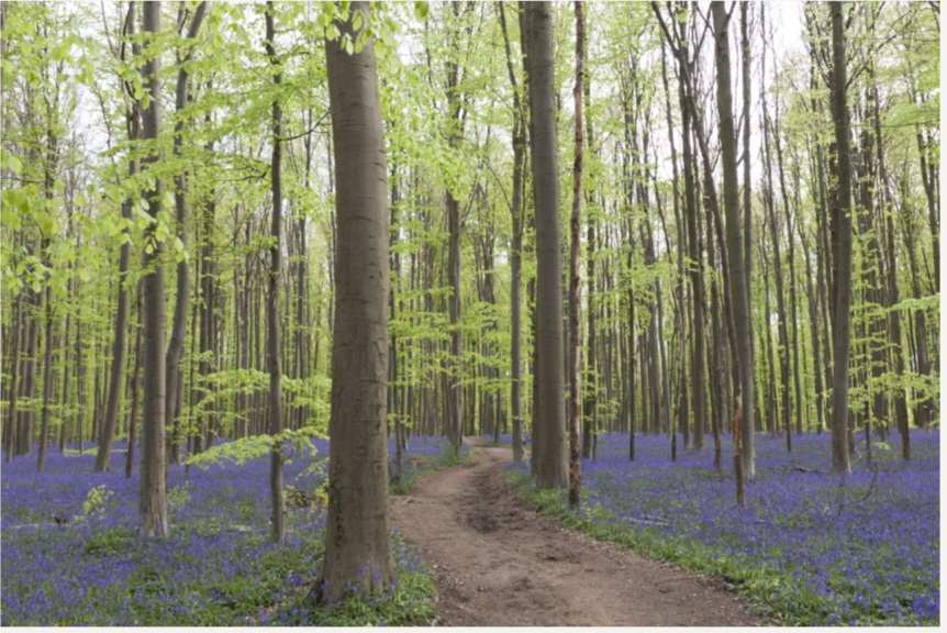 Hallerbos
