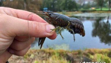 جراد البحر الرخامي