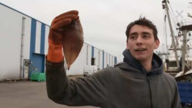 السمك في بلجيكا