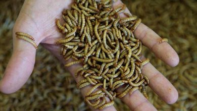 الدود في بلجيكا