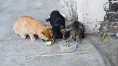 إنفلونزا الطيور