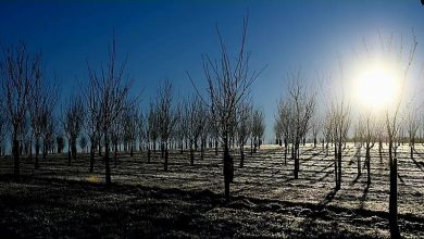 الطقس في أيام عيد الميلاد